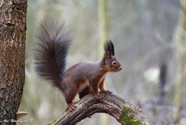 סנאי אדום בהונגריה