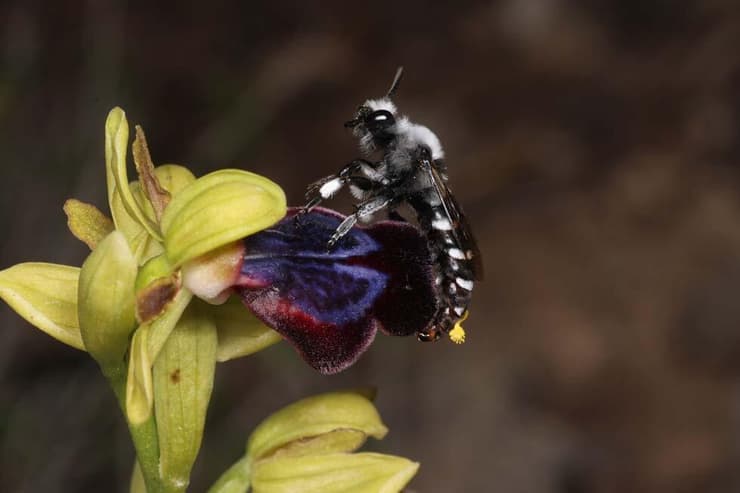 דבורת בר על דבורנית