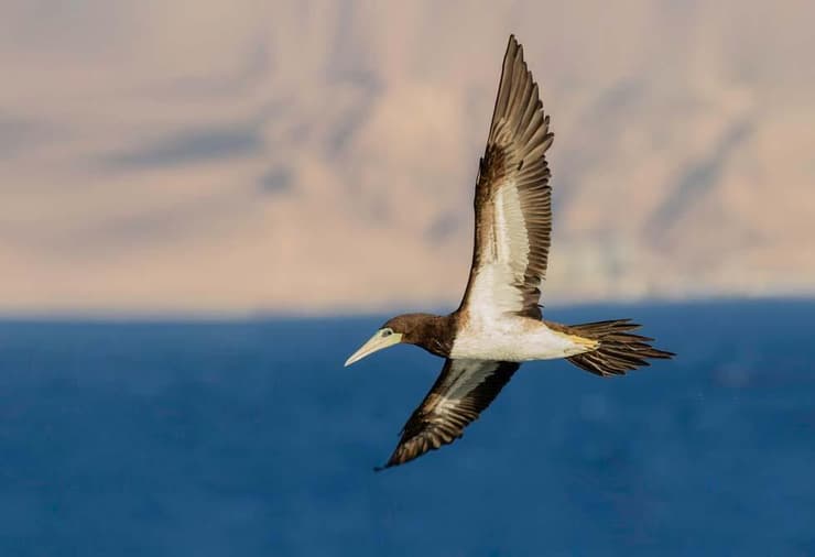 סולה לבנת-בטן