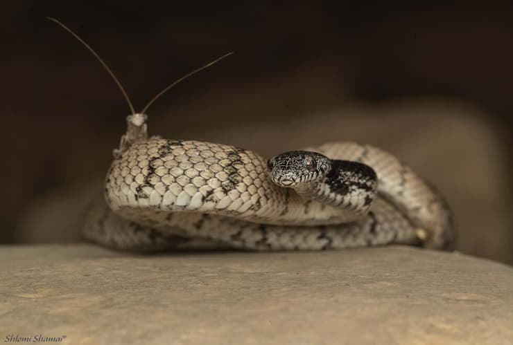 עין-חתול אפור וגמל שלמה