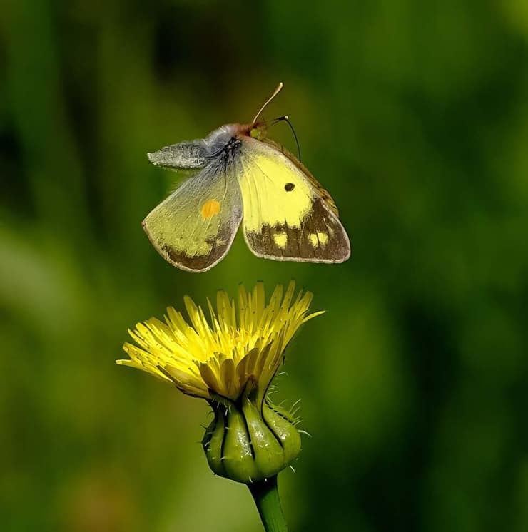 צהבוני התלתן