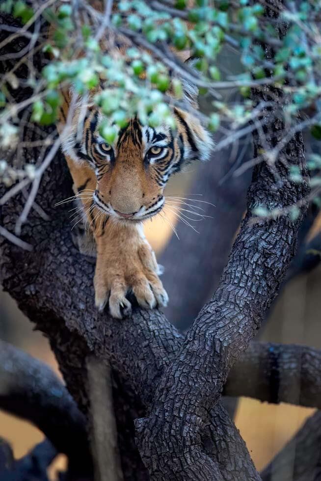 טיגריס בהודו