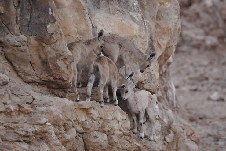 גדיים של יעל