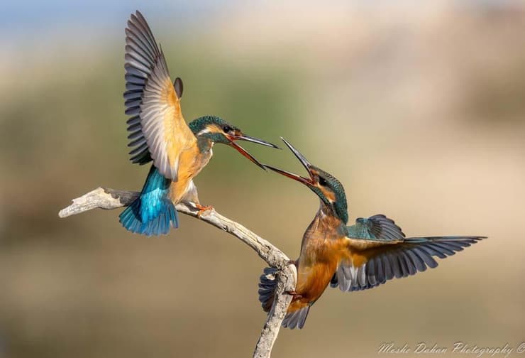 קרב שלדגונים