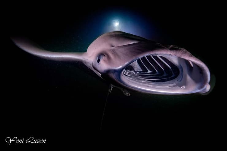 מנטה עם פה פתוח