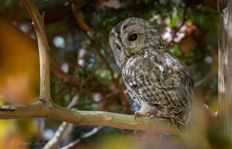 לילית מצויה