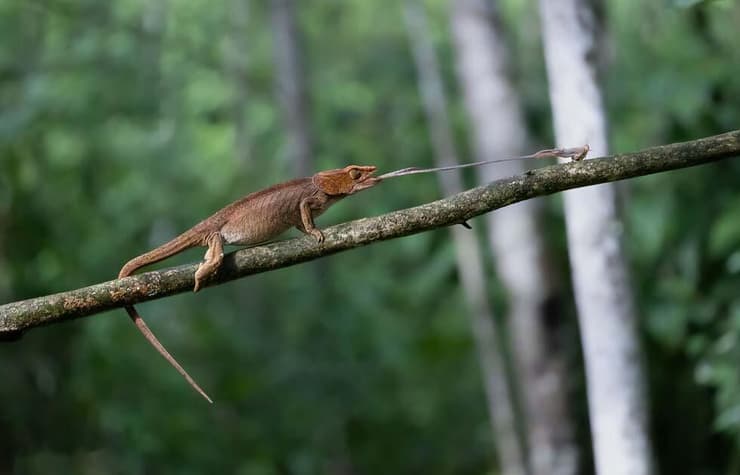 זיקית ממדגסקר