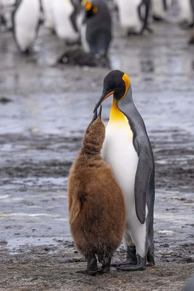 פינגווין מלכותי