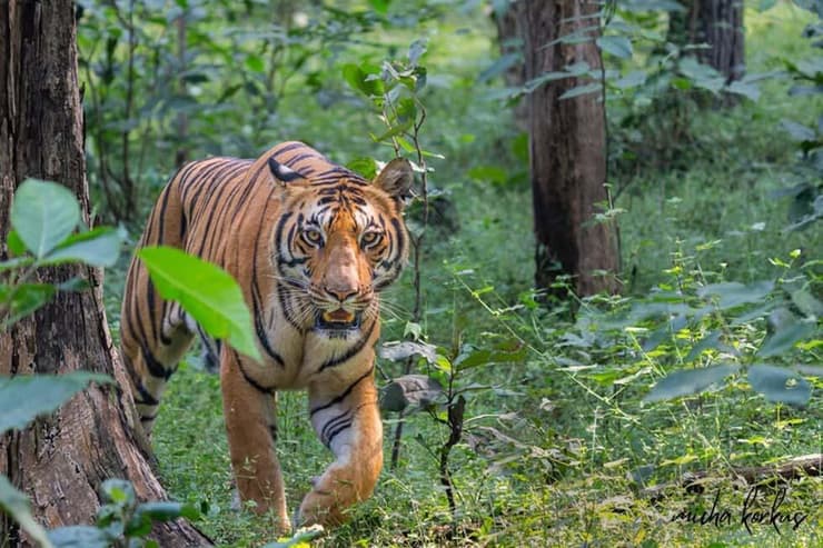 טיגריס בהודו