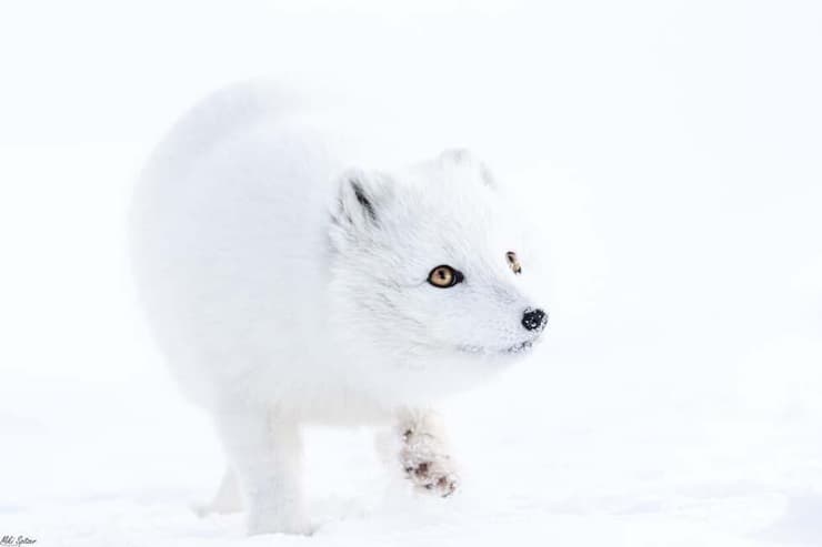 שועל ארקטי באיסלנד