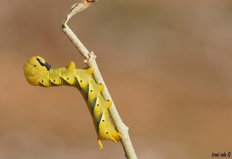 זחל רפרף גולגולת המת