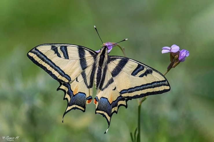 זנב סנונית המכבים