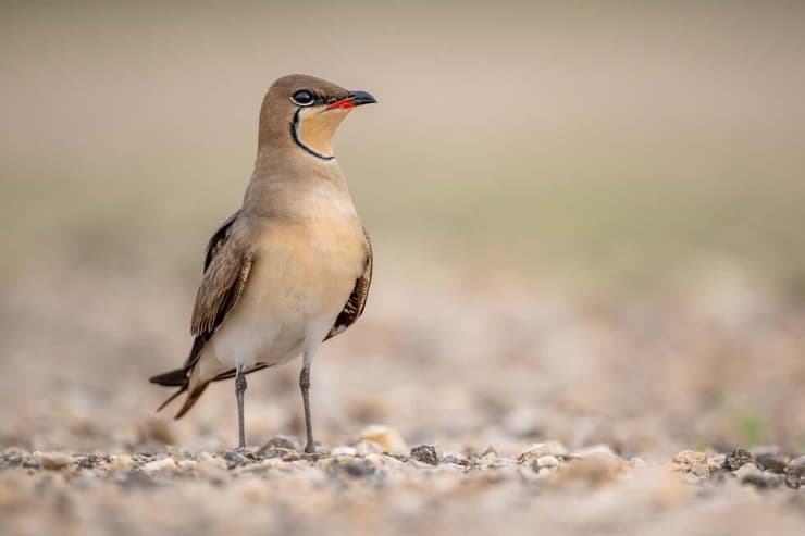 שדמית אדומת-כנף