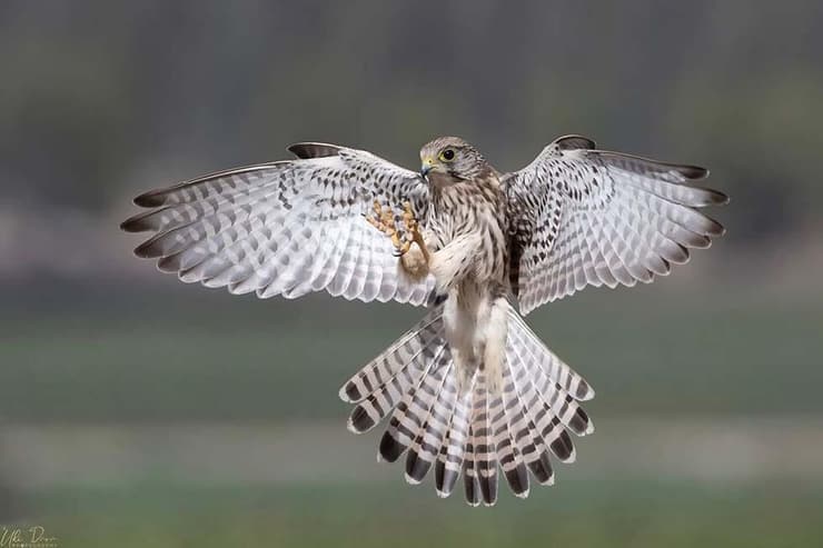 בז מצוי לקראת נחיתה