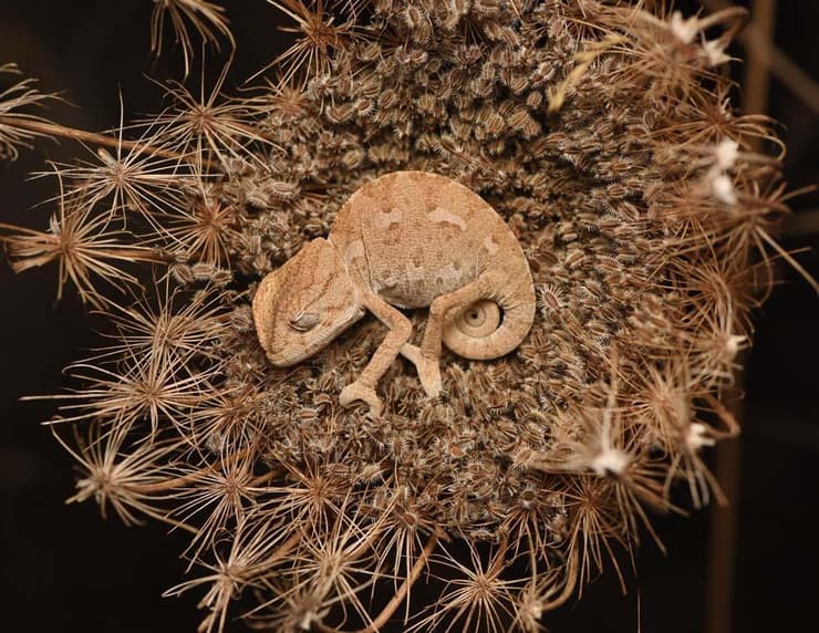 זיקית צעירה