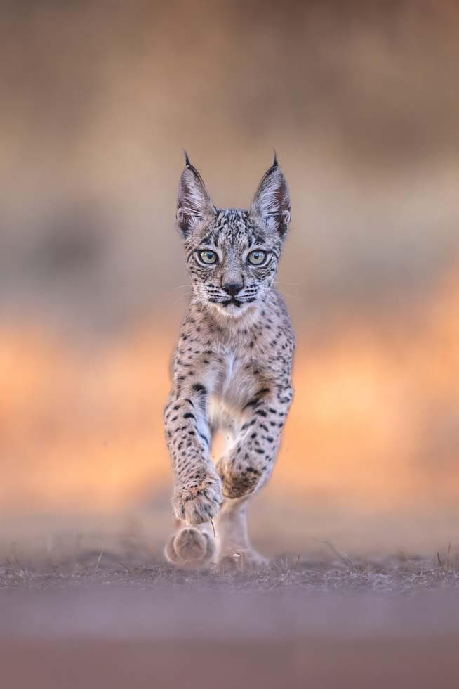 שונר איברי בספרד