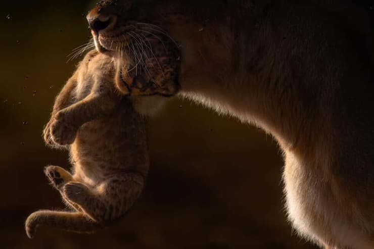 לביאה וגור בטנזניה