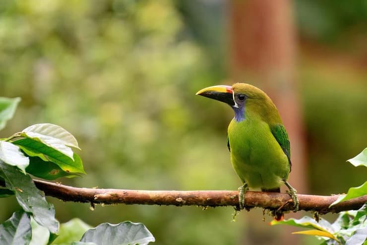 טוקן ירוק בהודו