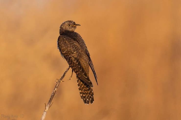 קוקייה אירופית