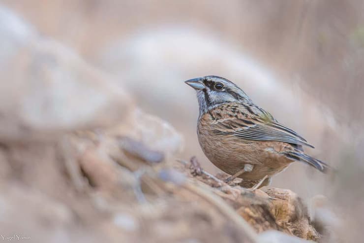 גיבתון סלעים