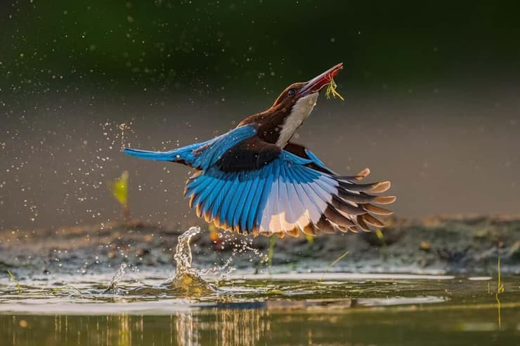 שלדג לבן-חזה