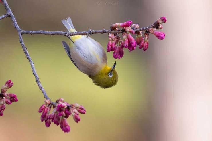 לבן עין יפני
