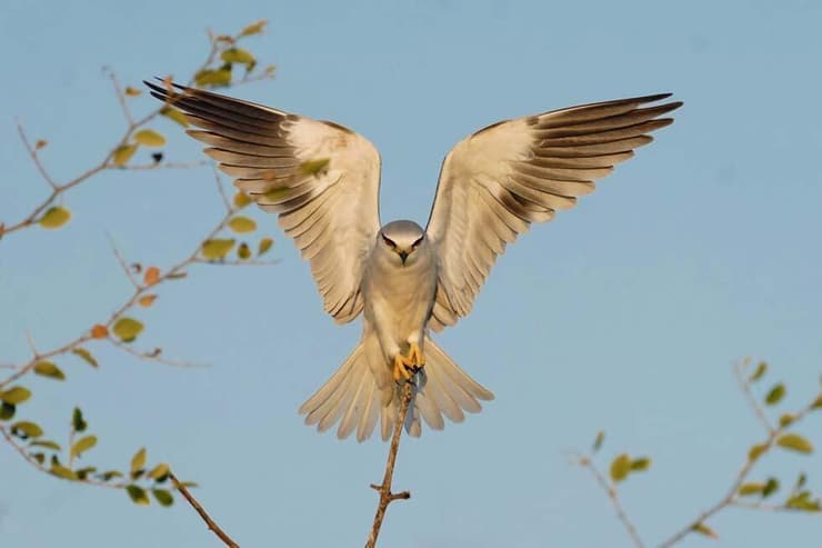 דאה שחורת-כתף