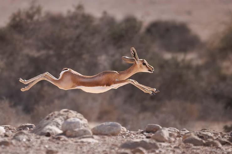 צבי נגב בריצה