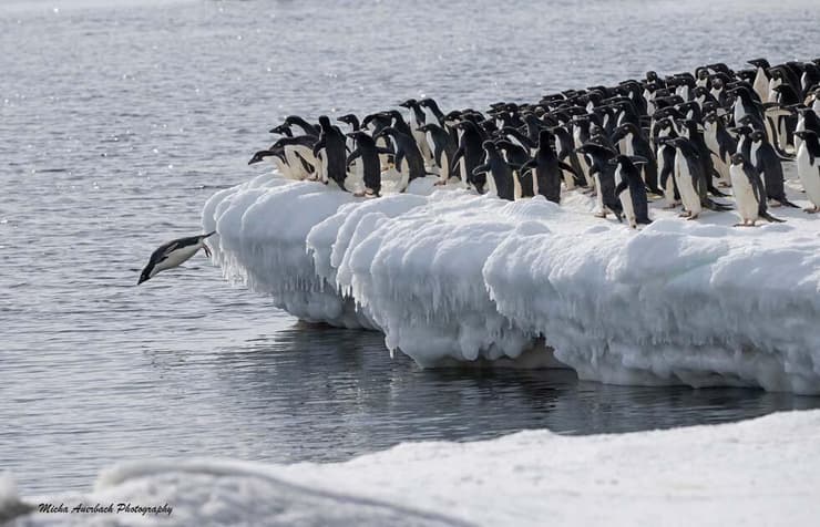 פינגווין אדלי