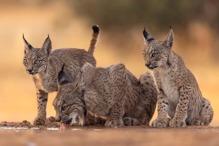 משפחת שונרים איבריים בספרד