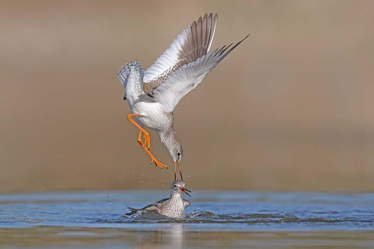 קרב ביצניות