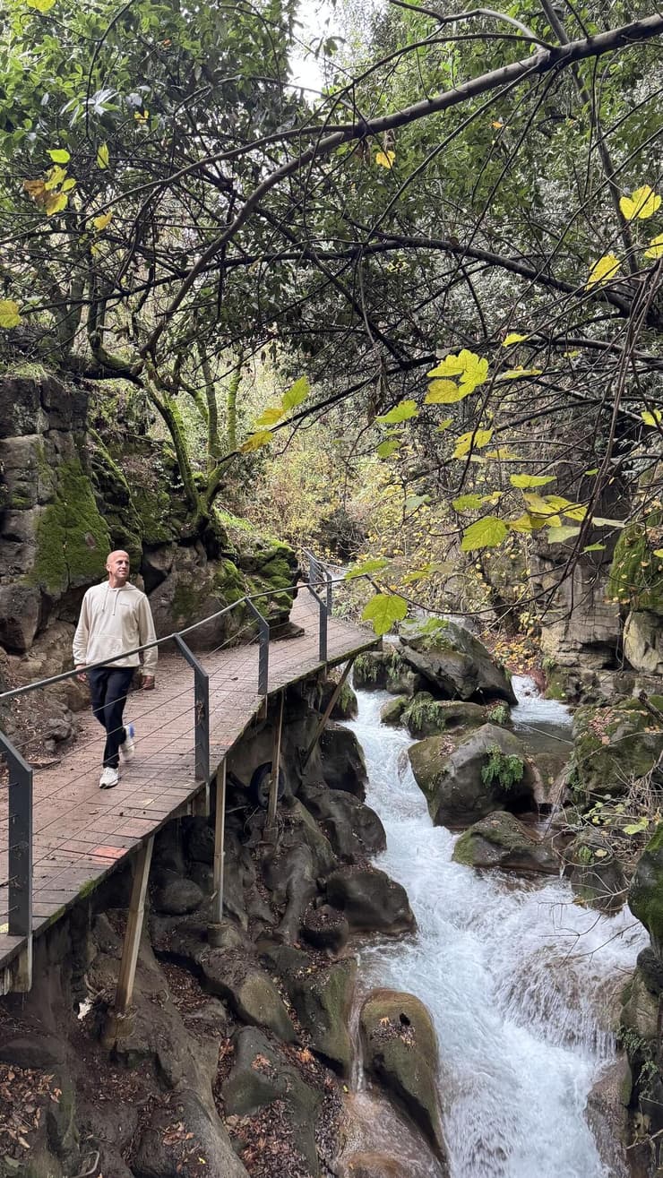 ארז דגן בשמורת הבניאס