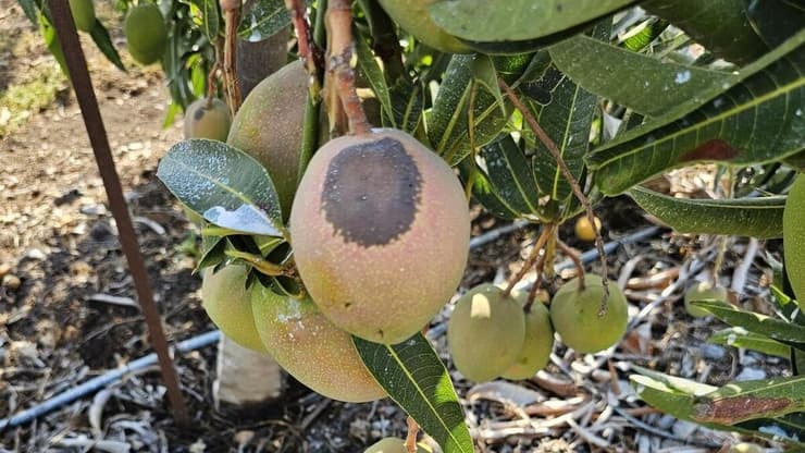 נזקי חום במנגו. 