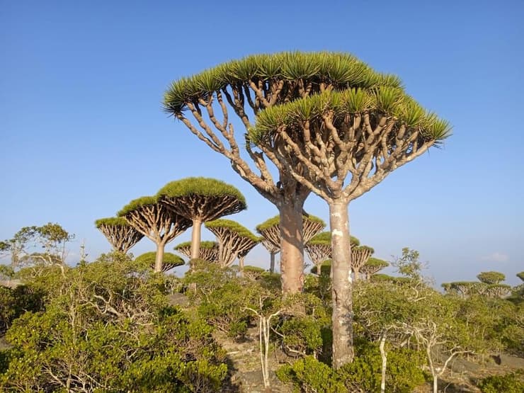 עצי דם הדרקון עצי דם הדרקון