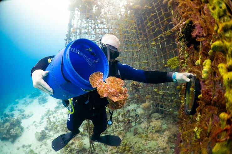 שחרור הדג בחזרה במפרץ אילת (צילום: עומרי עומסי, רשות הטבע והגנים) שחרור הדג בחזרה במפרץ אילת