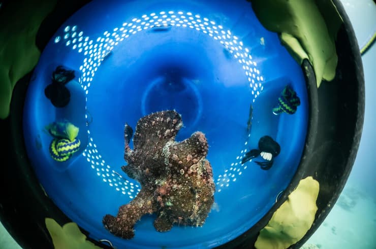 הדג לפני השחרור (צילום: עומרי עומסי, רשות הטבע והגנים) הדג לפני השחרור