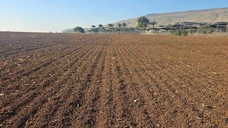 למעלה מ-40,000 דונם של חיטה שנזרעה בנובמבר האחרון נפגעו מהתנאים המשתנים, והחקלאים נאלצים לזרוע מחדש. בתמונה: שטחי חיטה שקמלה בשדות נווה אור. (צילום: אסף שמיר, קנט) שטחי חיטה שקמלה בשדות נווה אור.