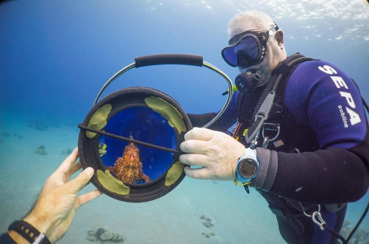 עירנות הילדים הצילה את הדג. החזרה למי מפרץ אילת (צילום: עומרי עומסי, רשות הטבע והגנים) עירנות הילדים הצילה את הדג. החזרה למי מפרץ אילת