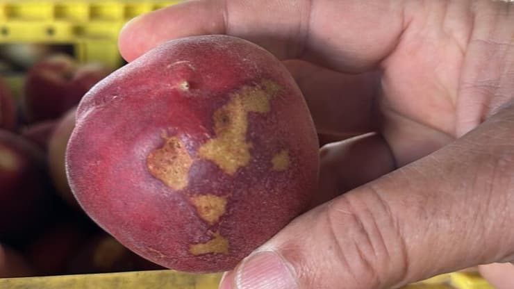 נזקי ברד בתפוחים. צלם חן תורג'מן