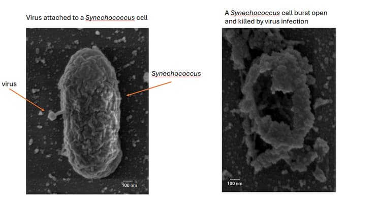 הנגיף נצמד לתא החיידק (בתמונה השמאלית) וממית אותו (מימין)