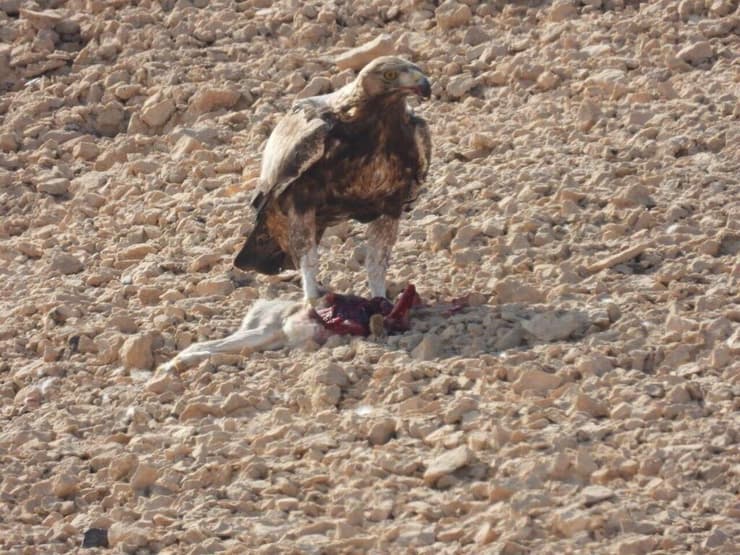 תיעוד נדיר בערבה