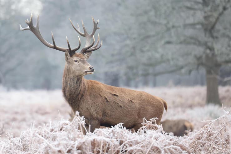 אזור לונדון, אנגליה, היום (צילום: REUTERS/Hollie Adams) בריטניה מזג אוויר גל קור מרכז אנגליה