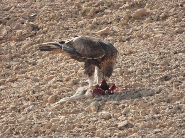 העיט הזהוב אוכל מהארנבת