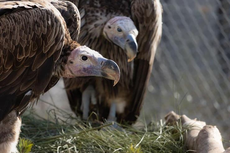 כבר הביאו לעולם את "עוזי"