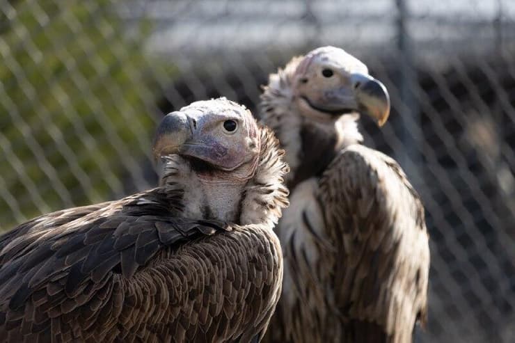 העוזניות בגרעין הרבייה