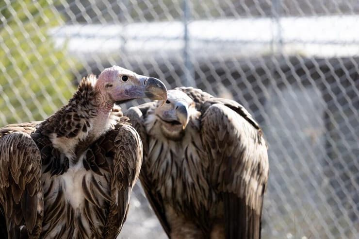 קטורה ומדיין בביתם החדש