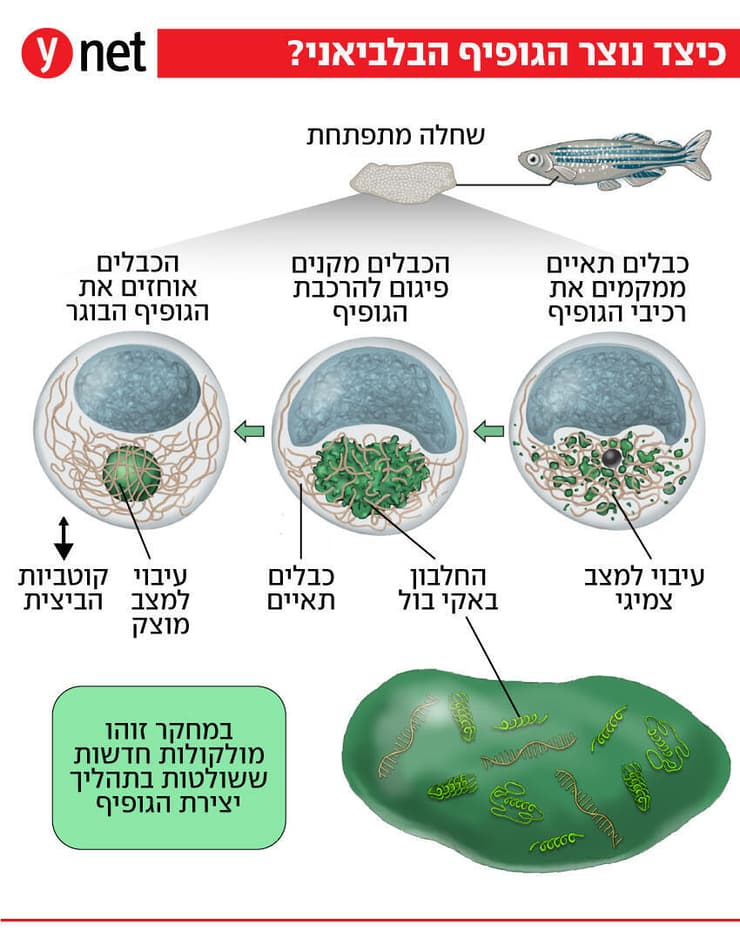הגופיף הבלביאני