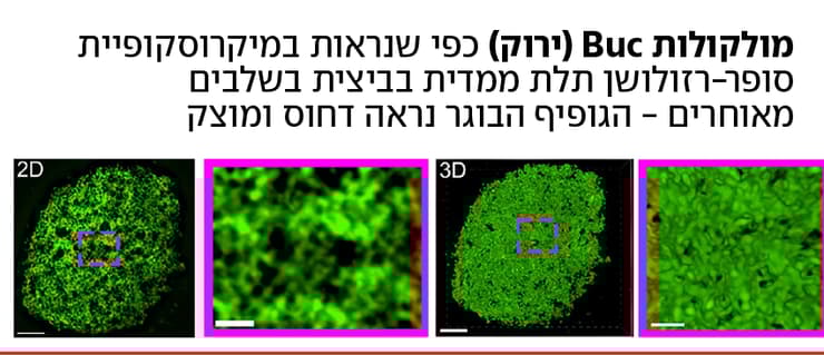 גופיף בלביאני