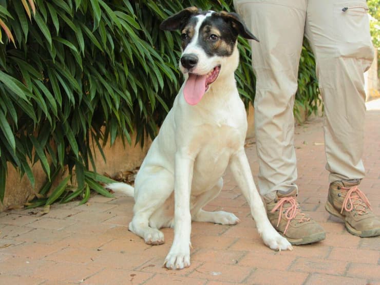 ג'ון (צילום: עמותת כלבלאב) ג'ון