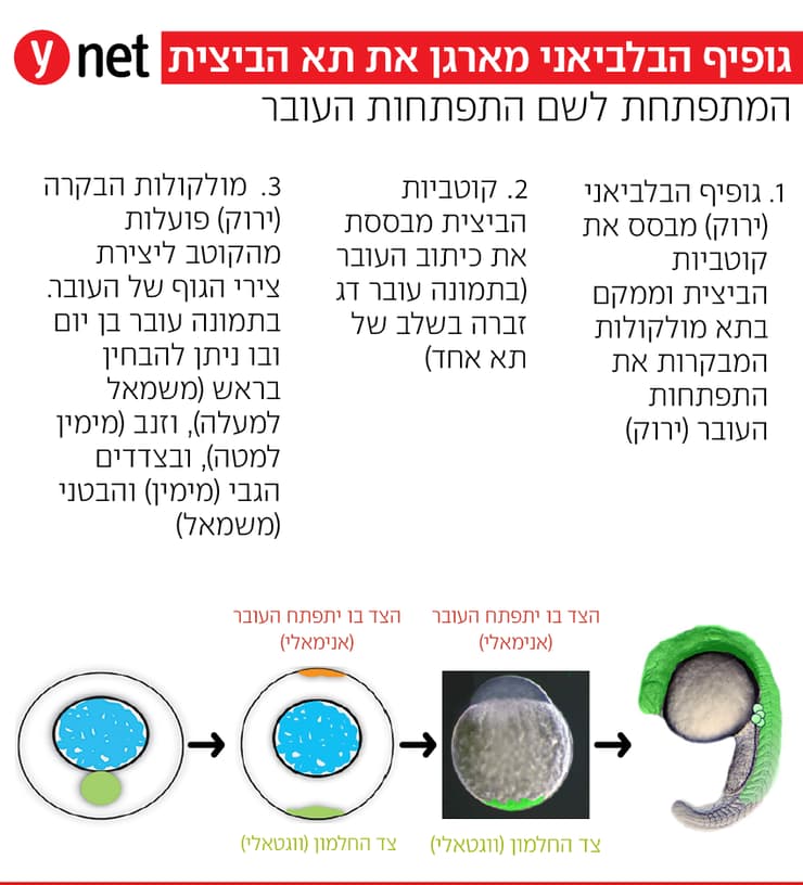 גופיף הבלביאני